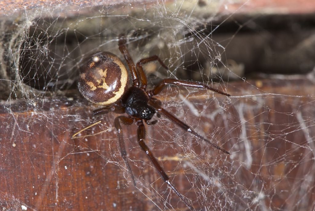 Steatoda nobilis - Worthing (UK)