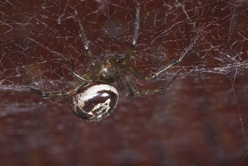 Steatoda nobilis - Worthing (UK)