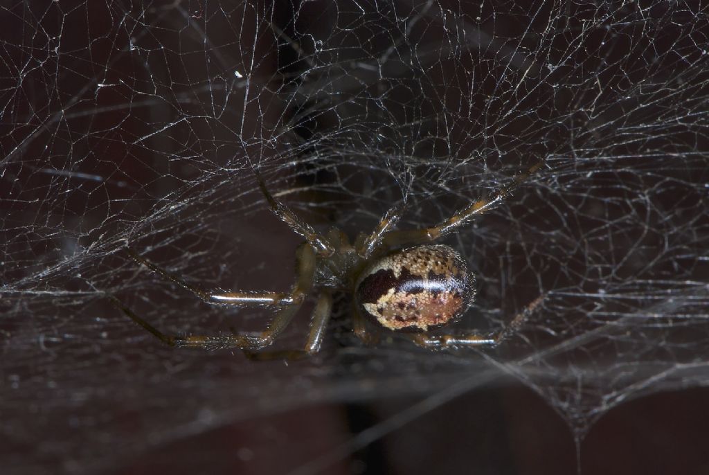Steatoda nobilis - Worthing (UK)