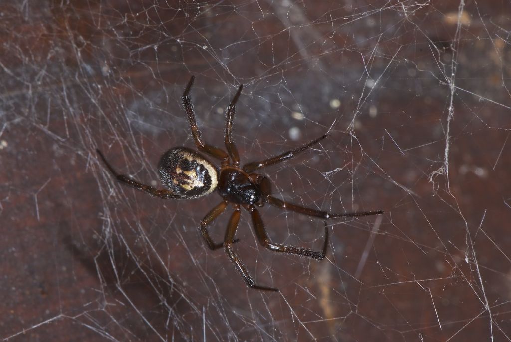 Steatoda nobilis - Worthing (UK)