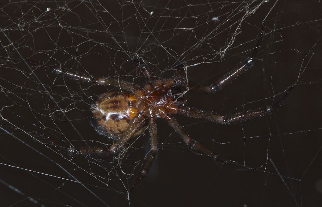 Steatoda nobilis - Worthing (UK)