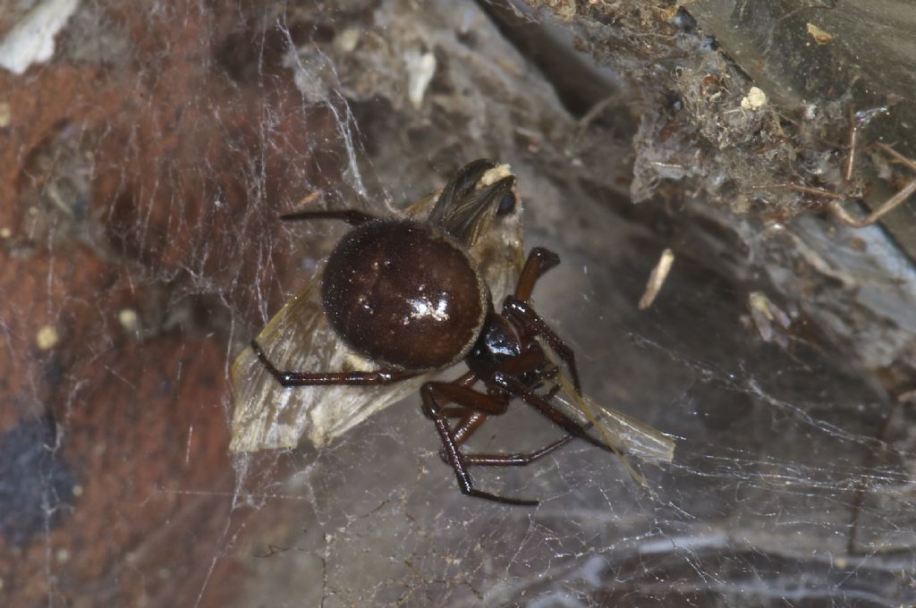 Steatoda nobilis - Worthing (UK)