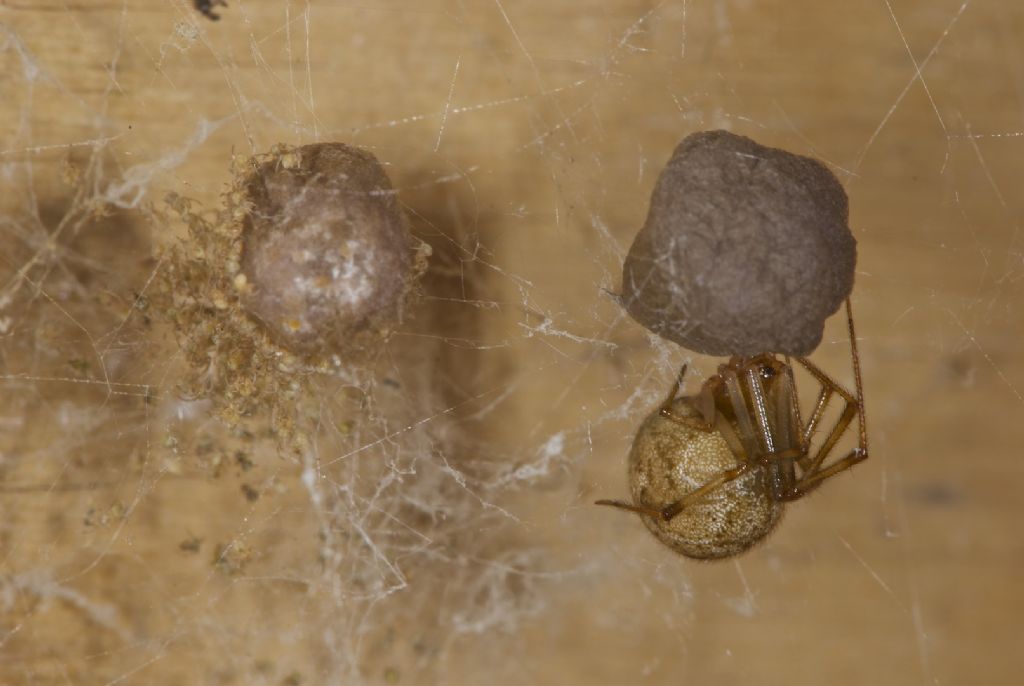 Parasteatoda tepidariorum e Holocnemus pluchei con prole