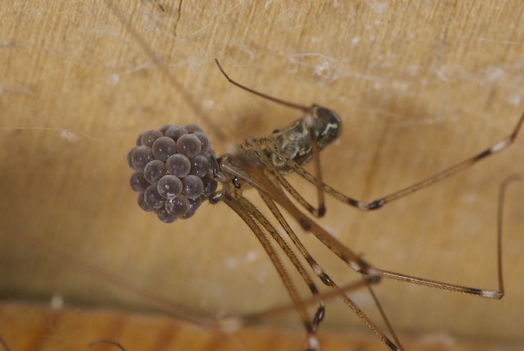 Parasteatoda tepidariorum e Holocnemus pluchei con prole