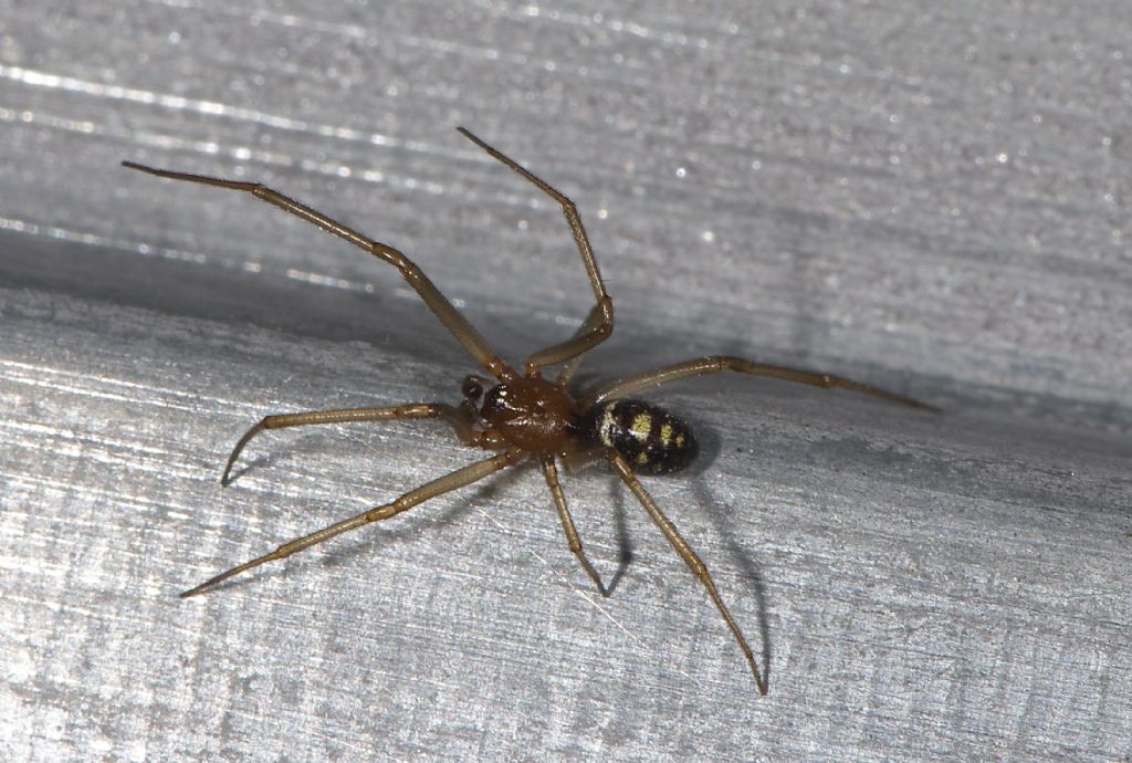 Steatoda grossa - San Pietro in Casale (BO)
