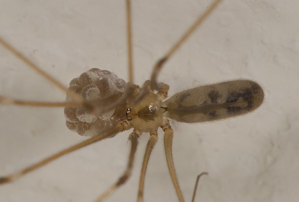 Pholcus phalangioides con uova (BO)