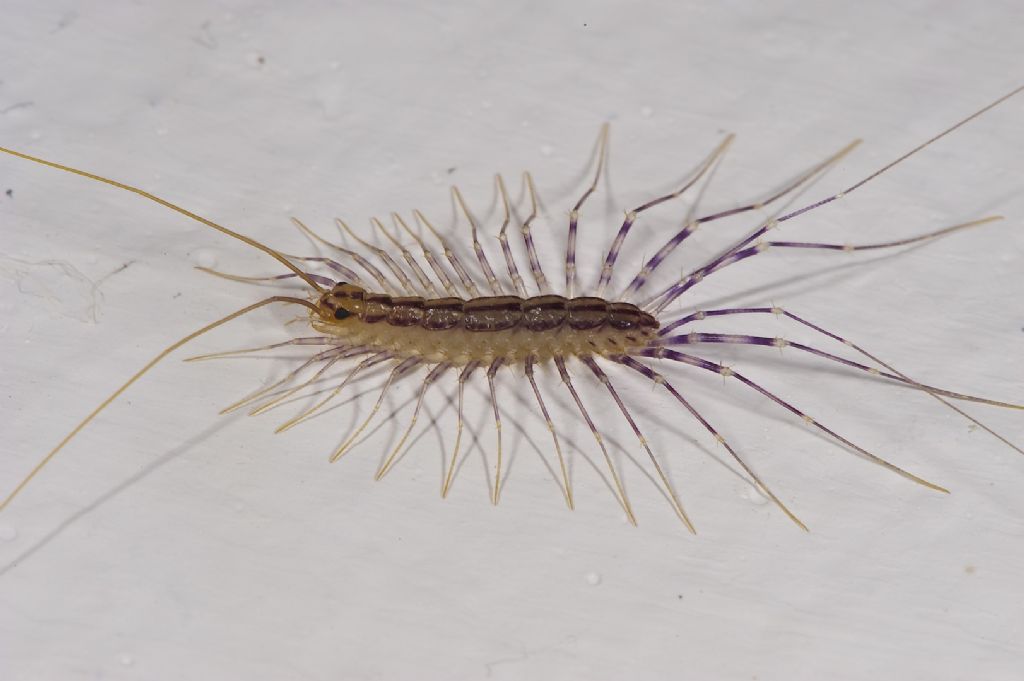 Pholcus phalangioides con uova (BO)