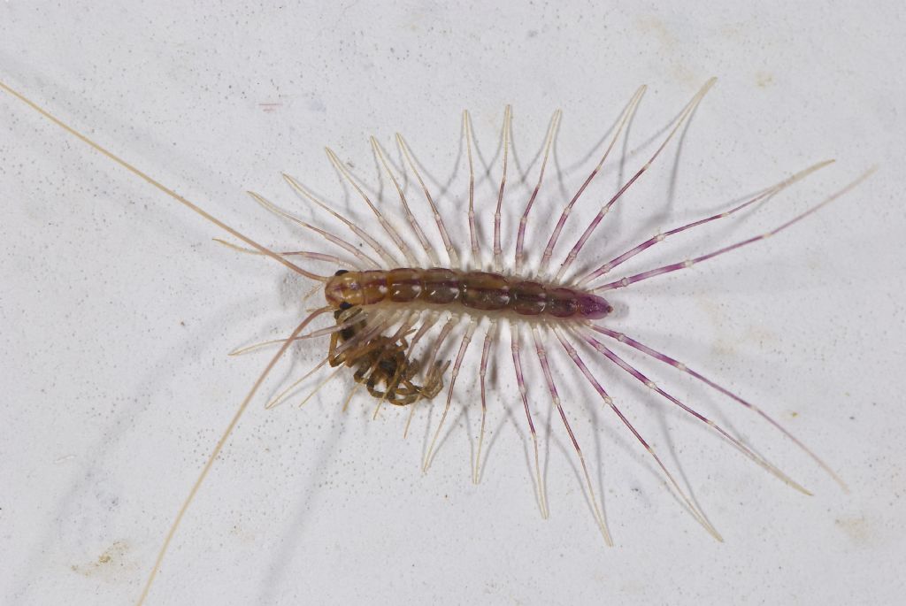 Pholcus phalangioides con uova (BO)