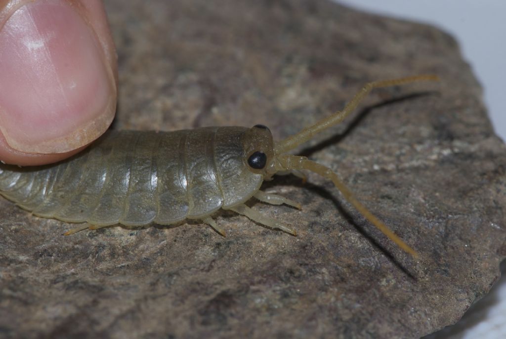 Super porcellino devoniano: Ligia oceanica