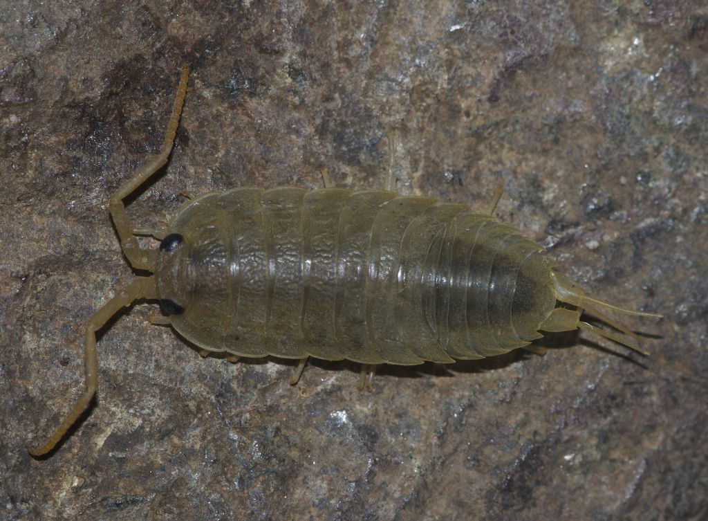 Super porcellino devoniano: Ligia oceanica