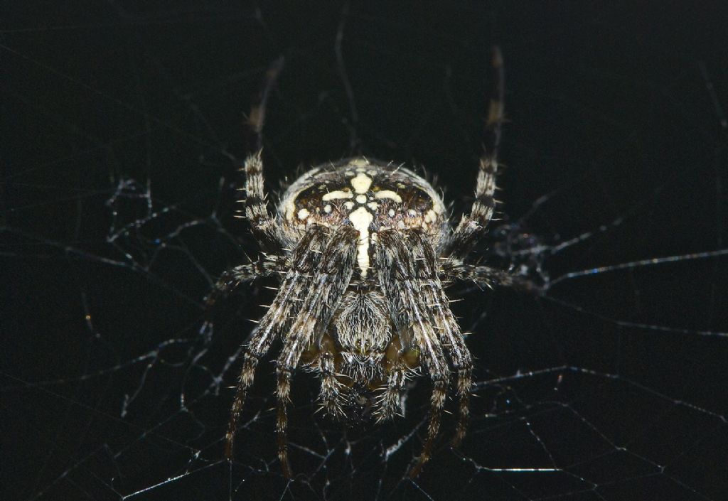 Araneus diadematus - Altopiano Asiago (VI)