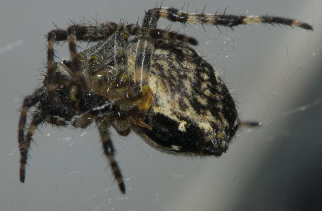 Araneus diadematus - Altopiano Asiago (VI)
