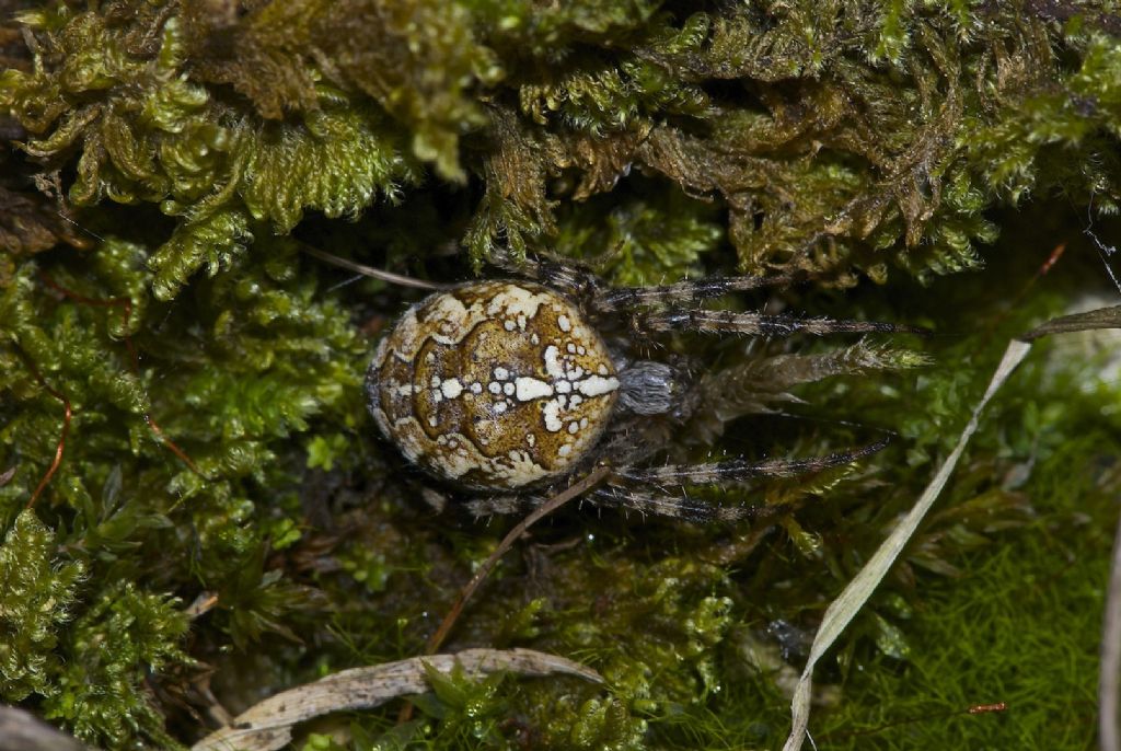 Araneus diadematus - Altopiano Asiago (VI)
