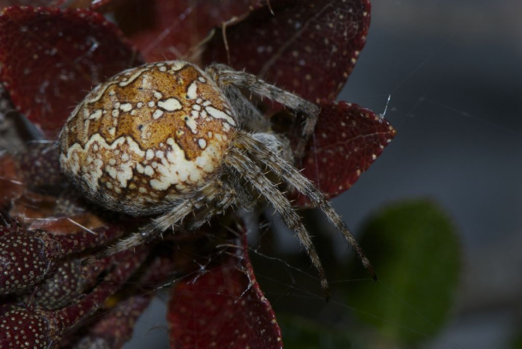 Araneus diadematus - Altopiano Asiago (VI)