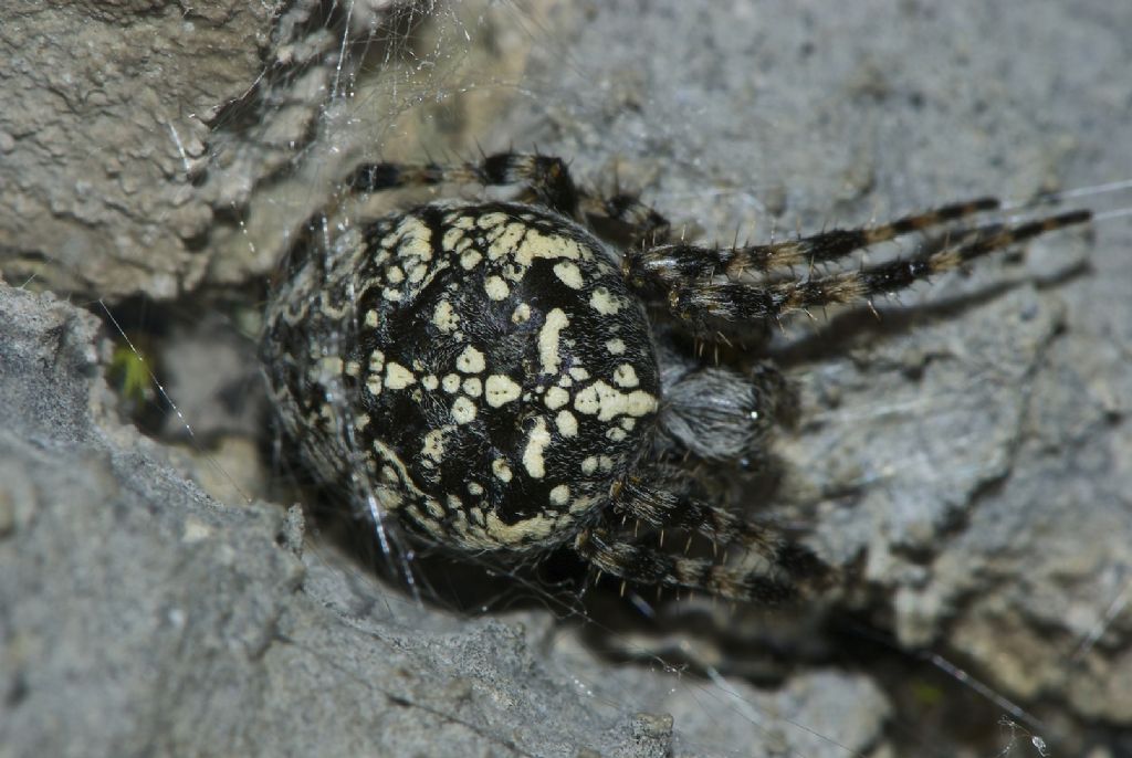 Araneus diadematus - Altopiano Asiago (VI)