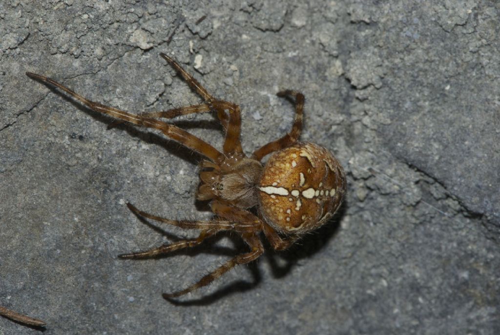 Araneus diadematus - Altopiano Asiago (VI)