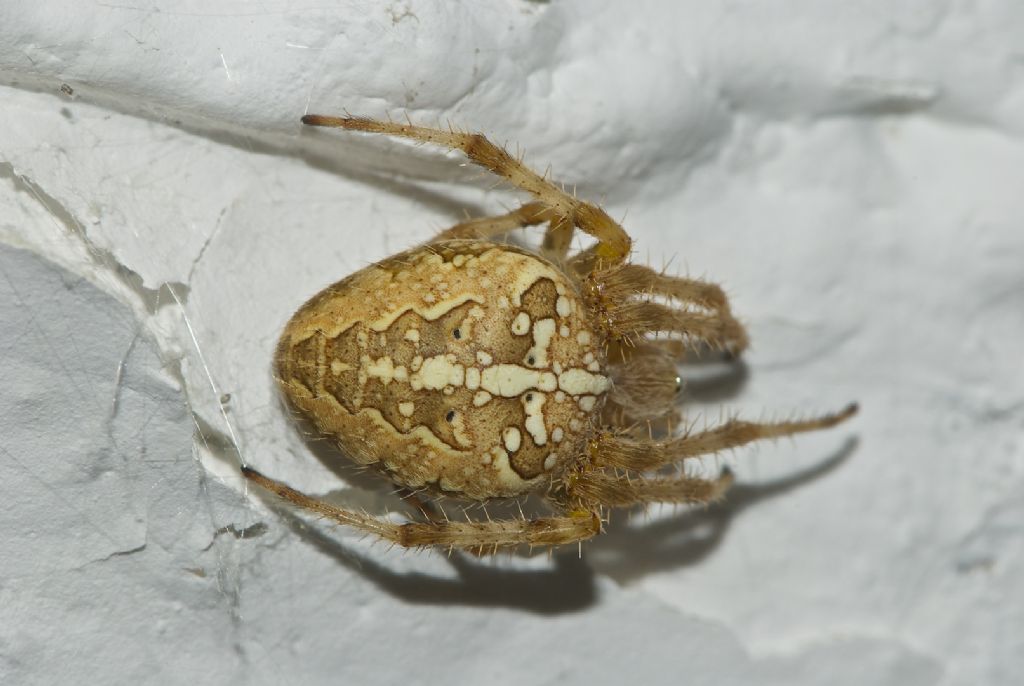Araneus diadematus - Altopiano Asiago (VI)