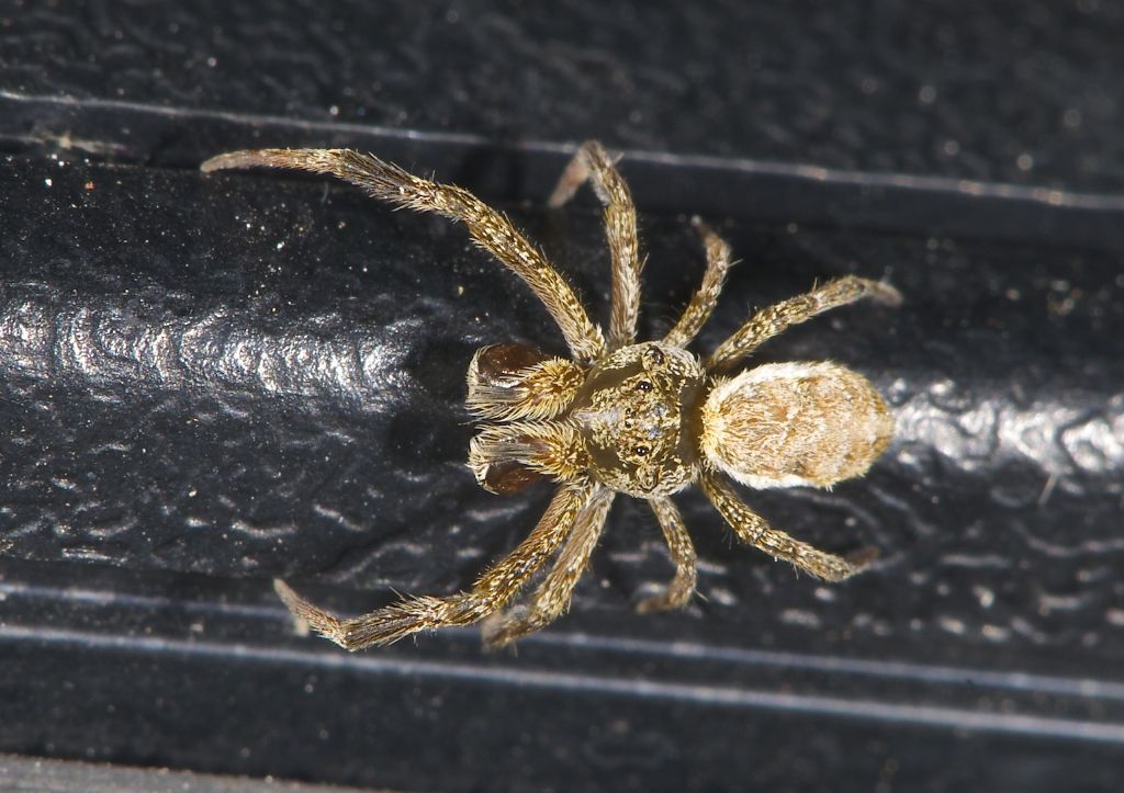 Hyptiotes paradoxus - Val D''Assia Alptopiano Asiago