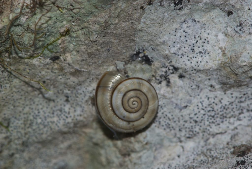 Chilostoma (kosicia) ambrosi Castelloni di San Marco (VI)