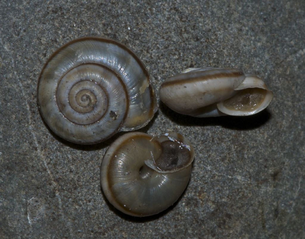 Chilostoma (kosicia) ambrosi Castelloni di San Marco (VI)