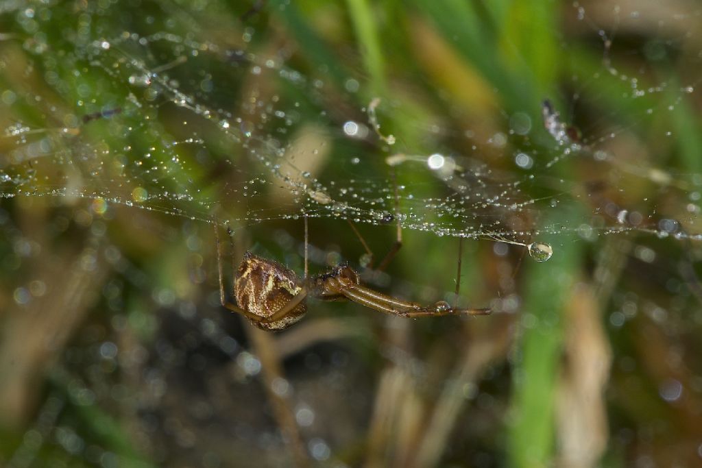 Linyphia triangularis m.te Grande (BO)