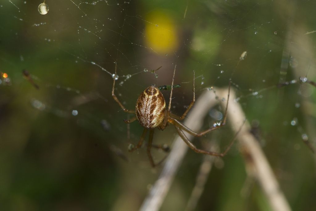 Linyphia triangularis m.te Grande (BO)