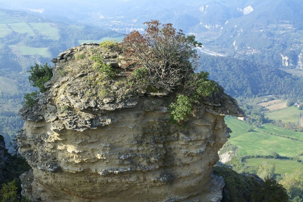 Rinolofo maggiore ??  grotta delle fate (BO)