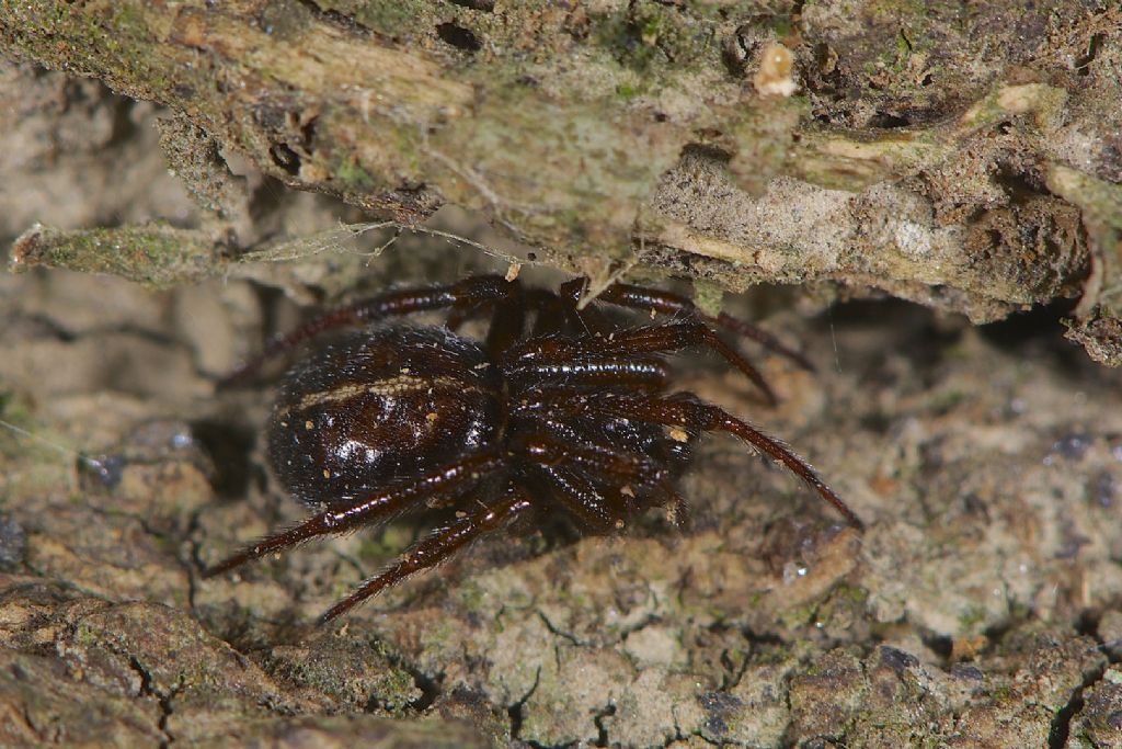 Steatoda bipunctata - Panfilia (FE)