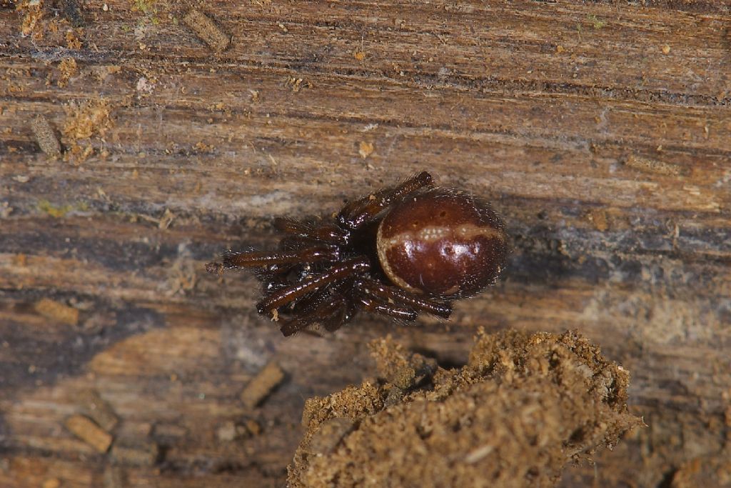 Steatoda bipunctata - Panfilia (FE)