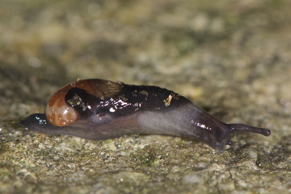 Vitrinidae Val Luserna (TO)