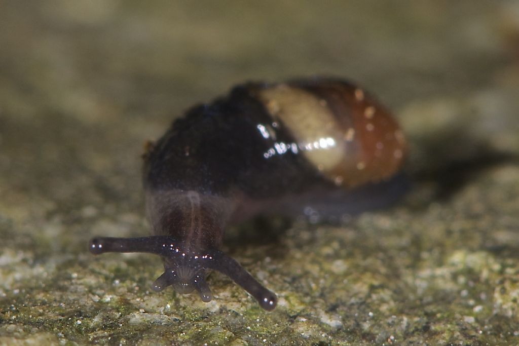 Vitrinidae Val Luserna (TO)