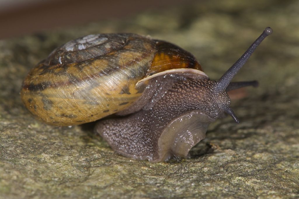 Vitrinidae Val Luserna (TO)