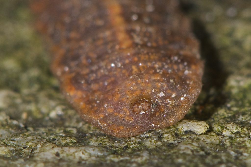 Bestia strana forte: Larva di Epistrophe sp. (Syrphidae)