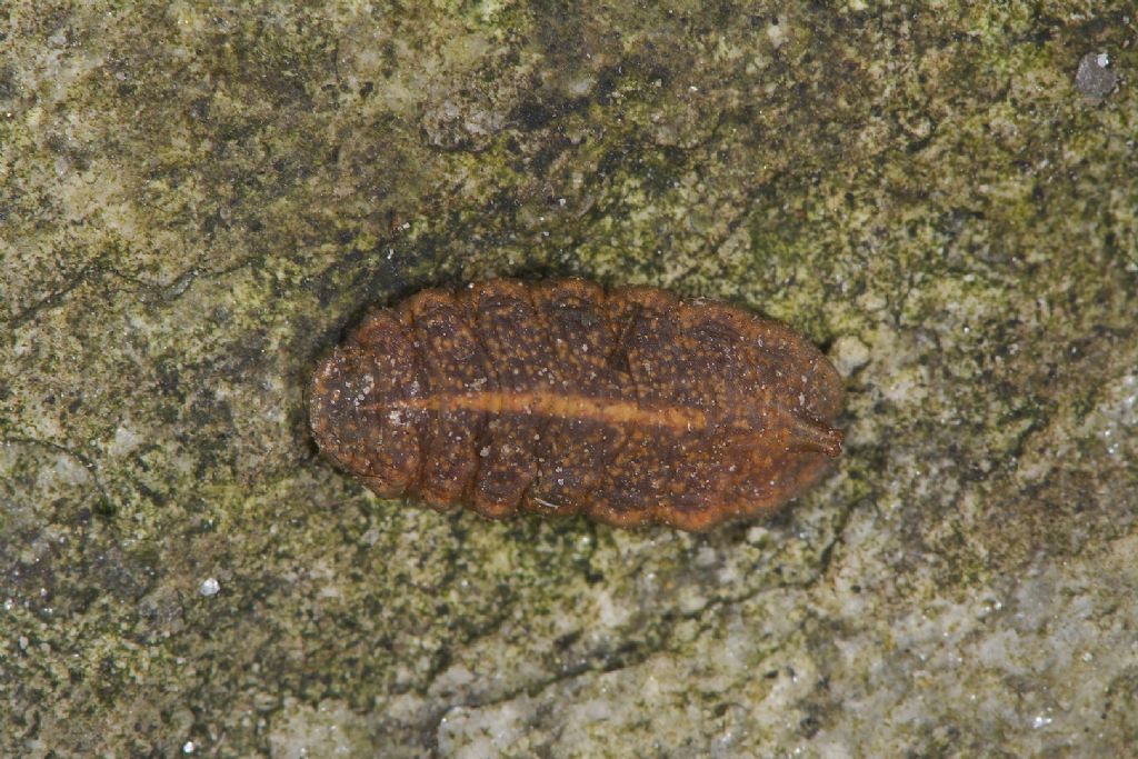 Bestia strana forte: Larva di Epistrophe sp. (Syrphidae)