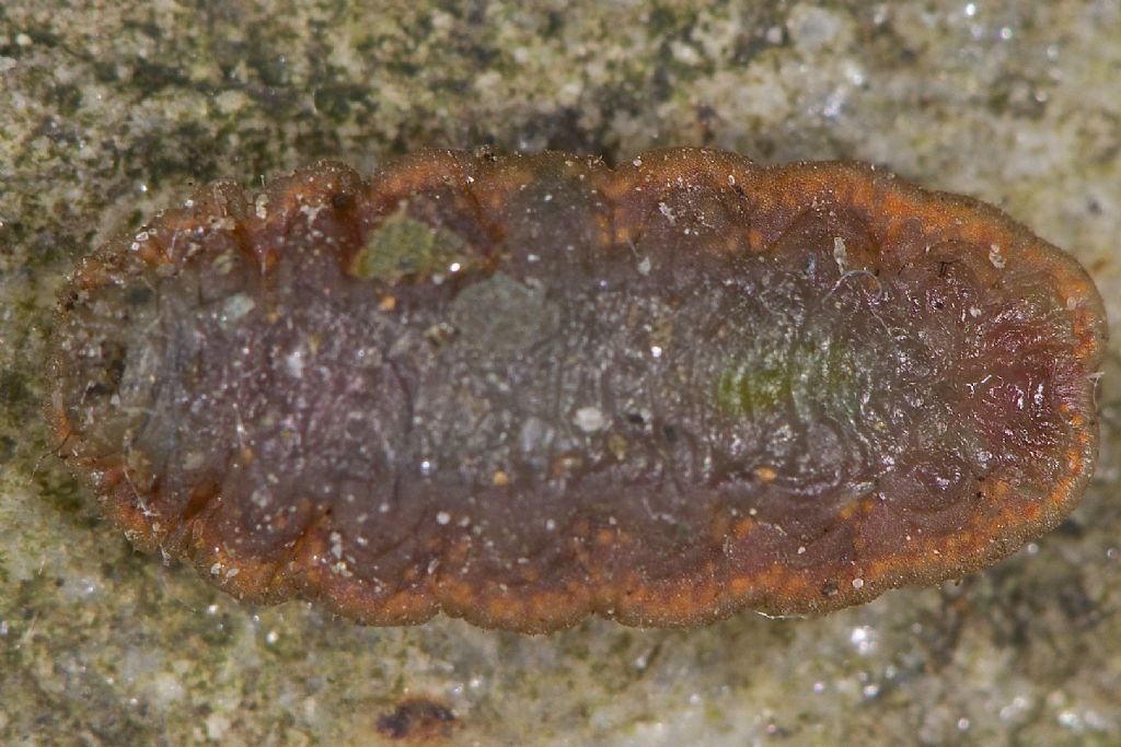 Bestia strana forte: Larva di Epistrophe sp. (Syrphidae)