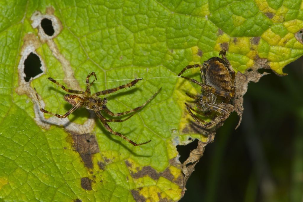 Accoppiamento Araneus diadematus (?) Filmato