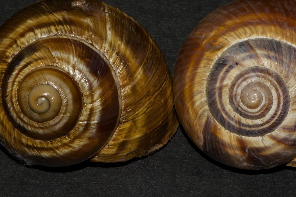 Helix straminea m.te Cucco (PG)