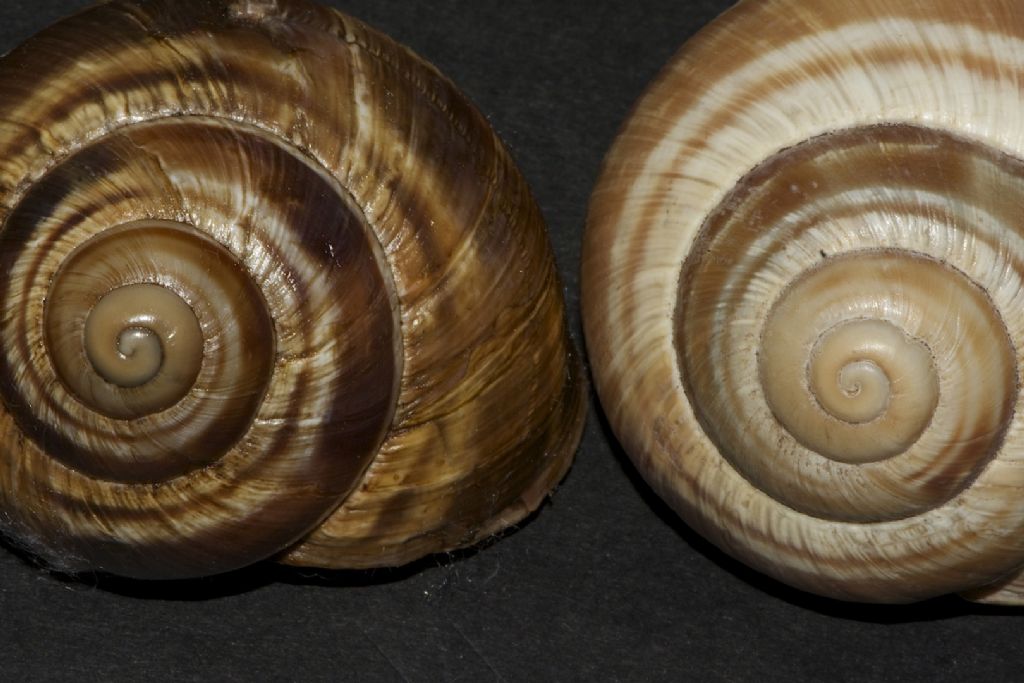 Helix straminea m.te Cucco (PG)