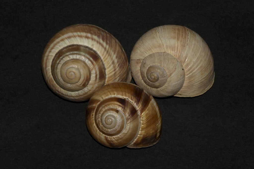 Helix straminea m.te Cucco (PG)