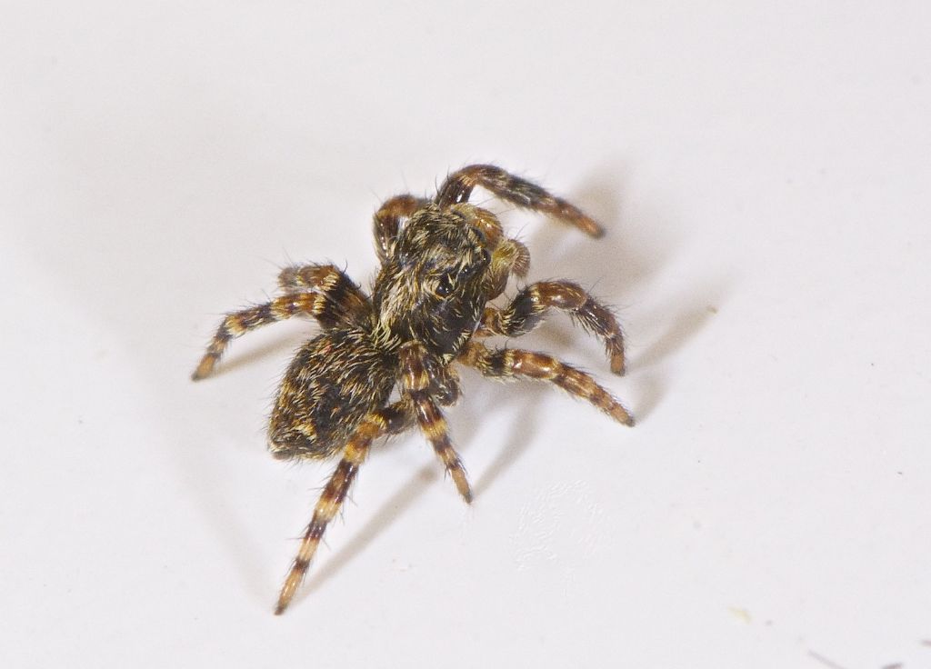 Pseudeuophrys sp. - Sabbioneta (MN)