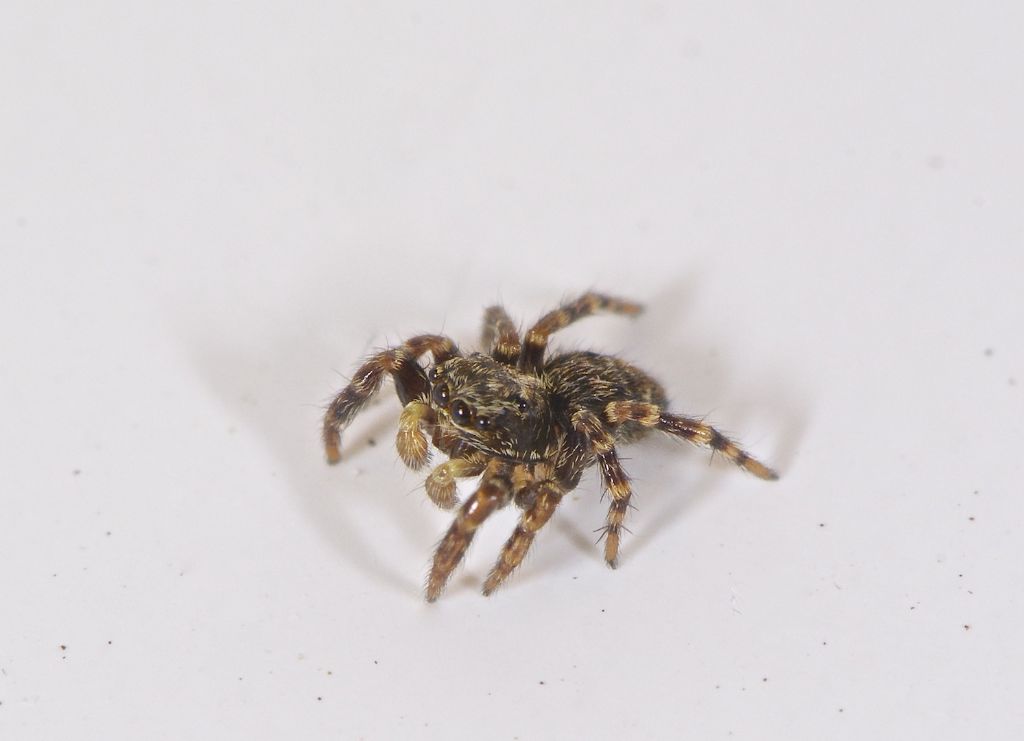 Pseudeuophrys sp. - Sabbioneta (MN)