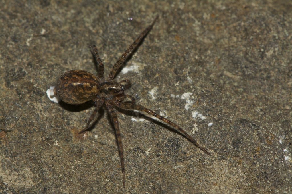 Tegenaria sp. - Nervesa  (TV)
