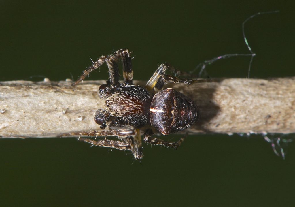 Gibbaranea bituberculata - Bentivoglio (BO)