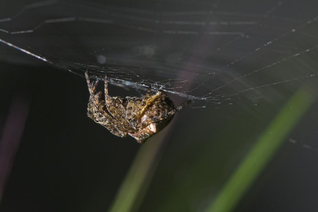 Gibbaranea bituberculata - Bentivoglio (BO)