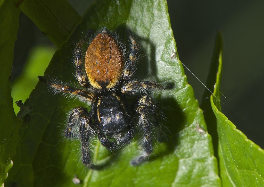 C. xanthogramma; P. encarpatus; M. muscosa-Bentivoglio (BO)