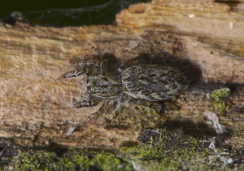 C. xanthogramma; P. encarpatus; M. muscosa-Bentivoglio (BO)