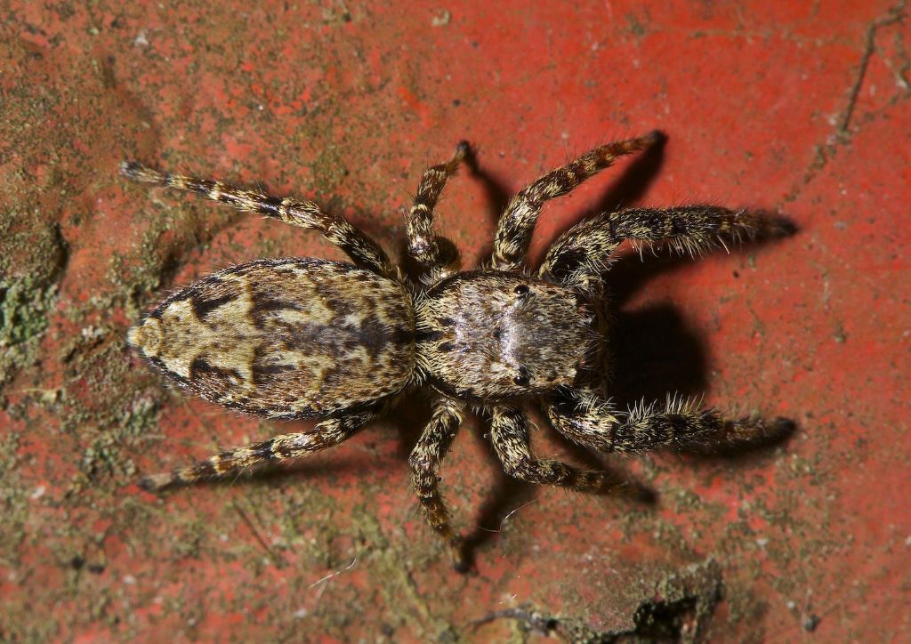 C. xanthogramma; P. encarpatus; M. muscosa-Bentivoglio (BO)