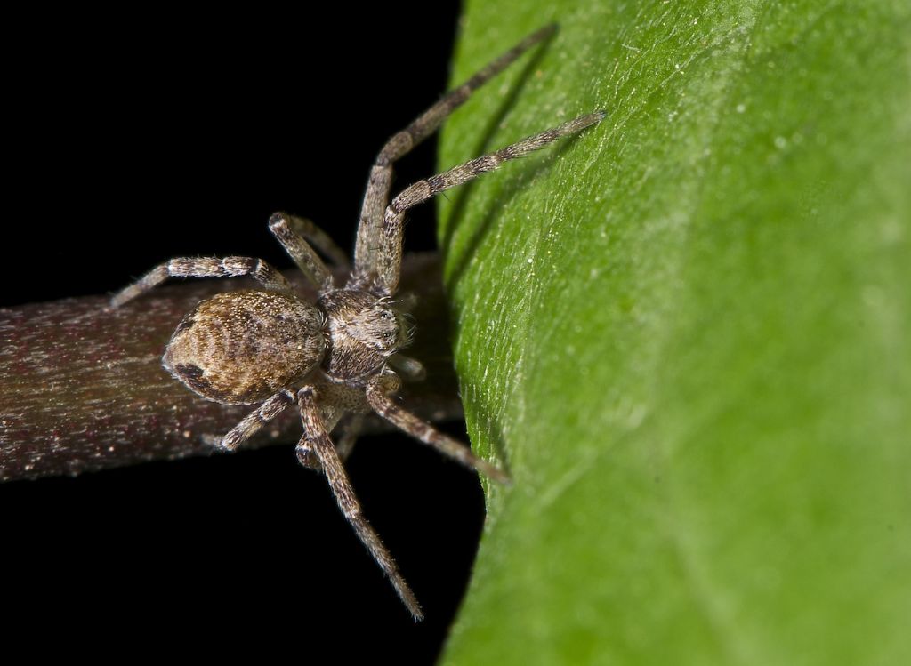 Philodromus sp. - Bentivoglio (BO)