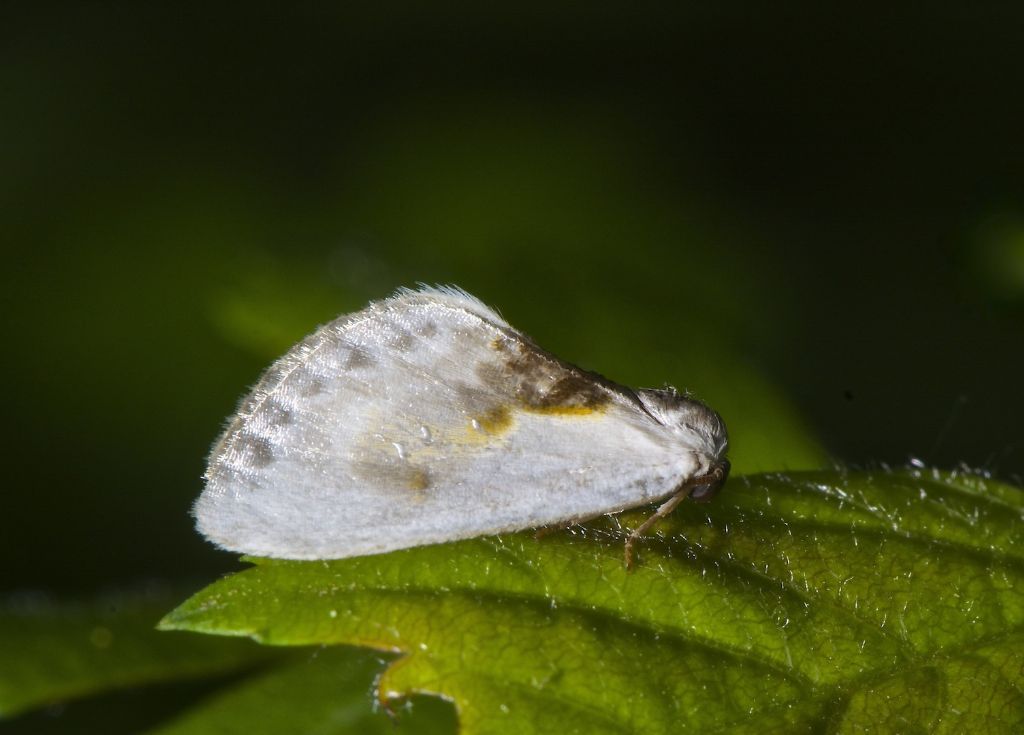 Cilix sp. Bentivoglio (BO)