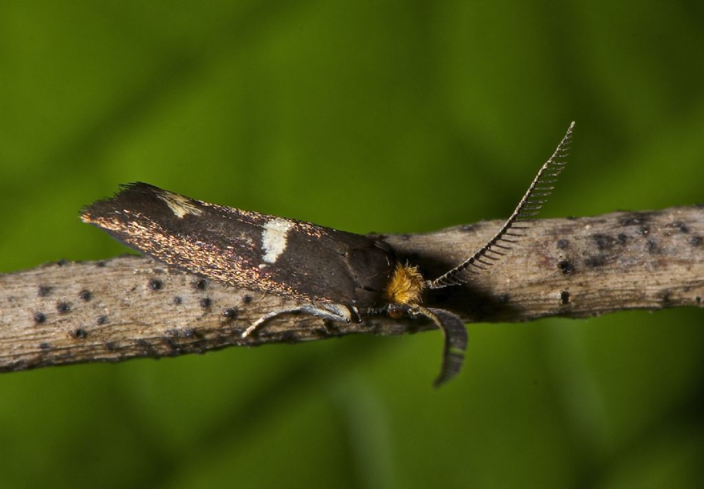 Farfalla ID